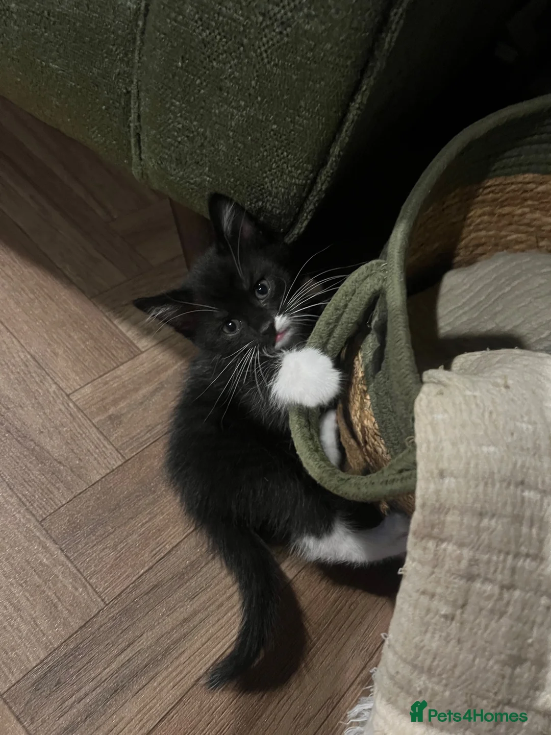 Mixed Breed cats for sale: Last little boy available  in Peterborough - Advert 1