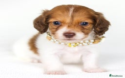 Miniature Dachshund dogs for sale: Quality miniature Dachshunds Liverpool  - Image 5