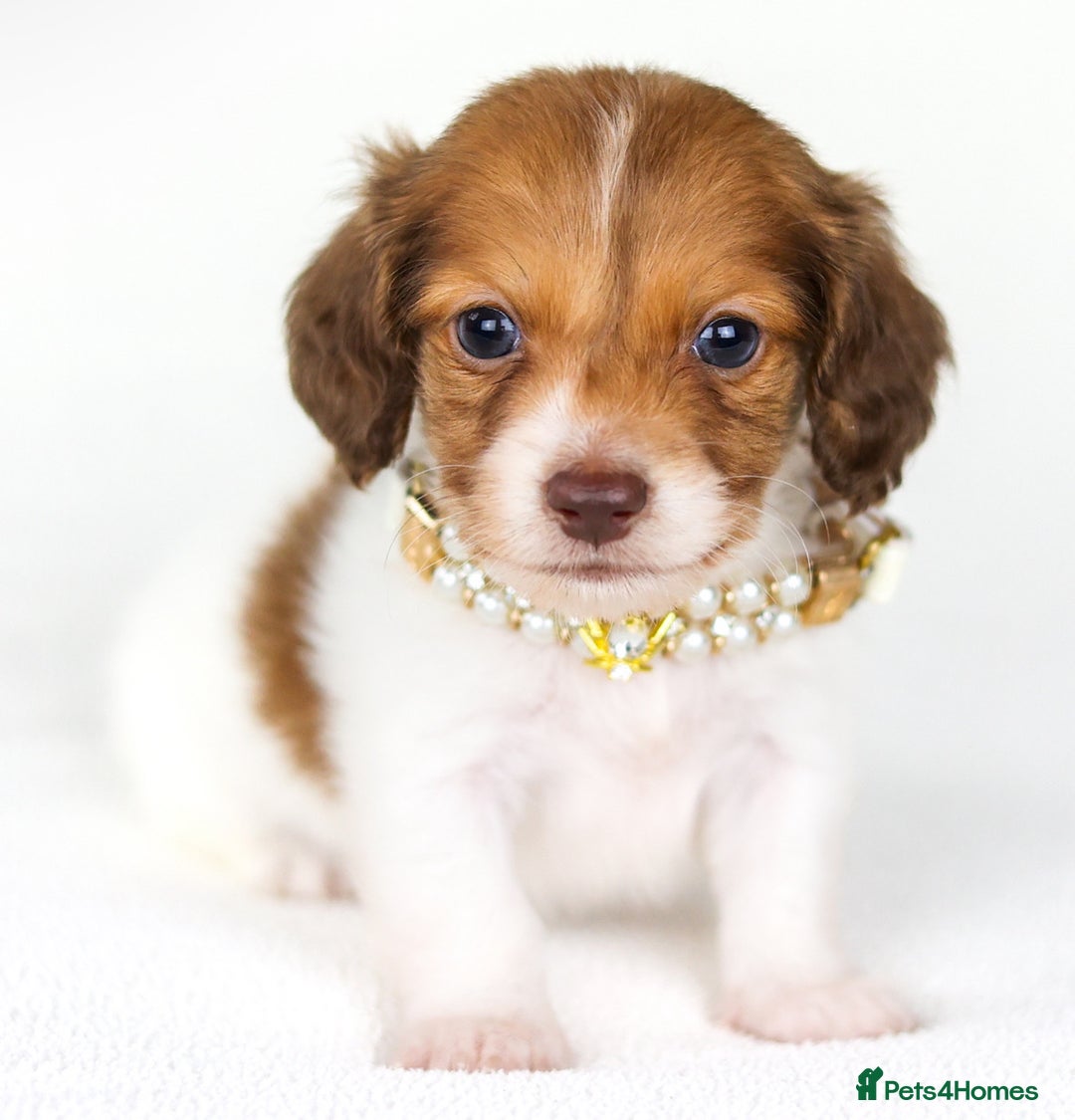 Miniature Dachshund dogs for sale: Quality miniature Dachshunds Liverpool  - Image 5