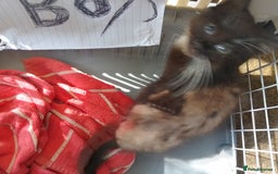 Ragdoll cats for sale: Ragdoll cross  - Image 3