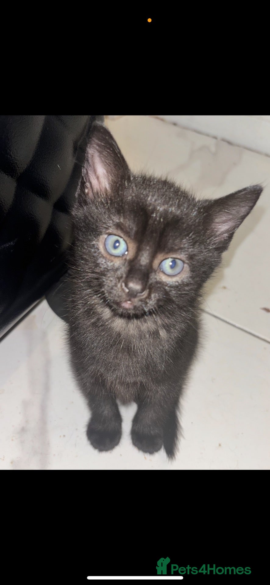 Mixed Breed cats 2 Black Kittens for sale  - Advert 1