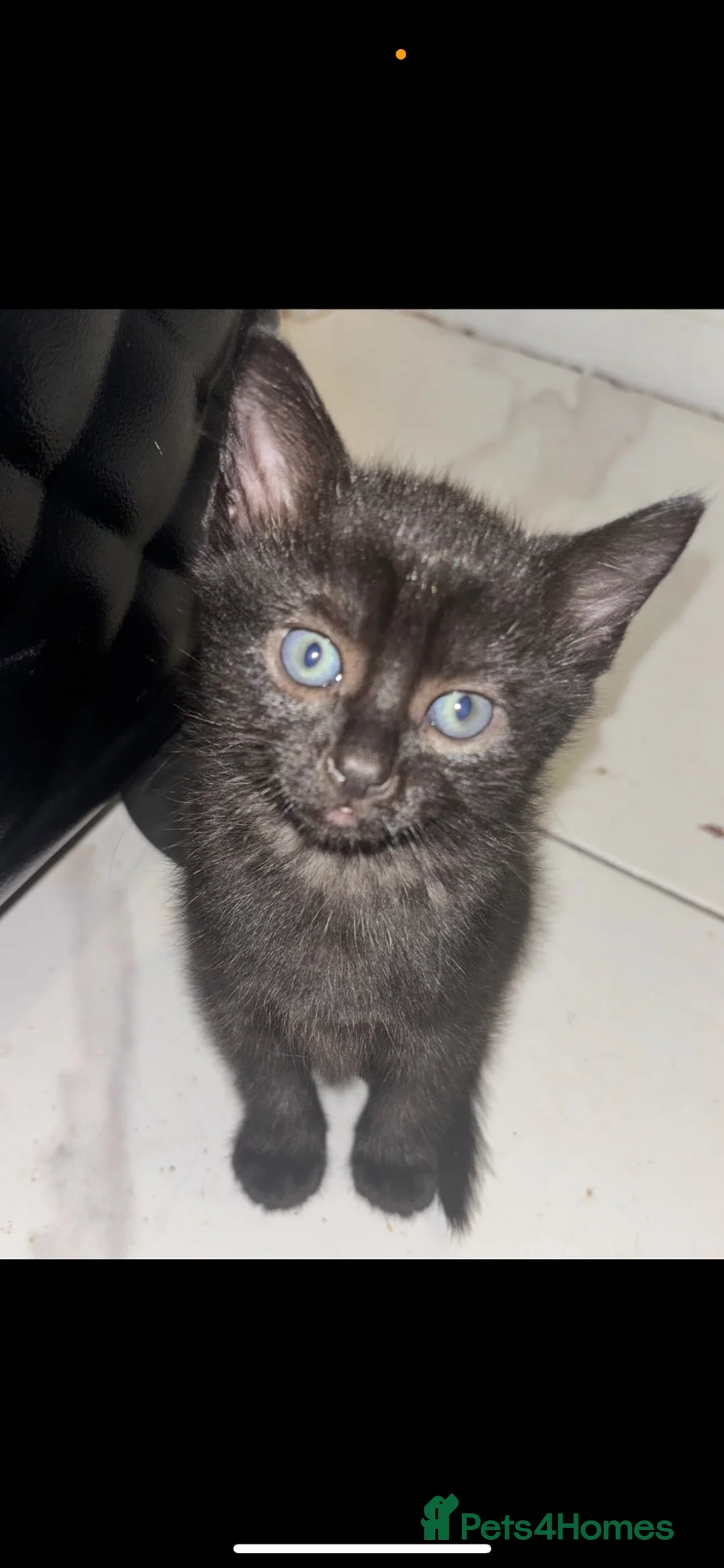Mixed Breed cats for sale: 2 Black Kittens for sale  - Advert 1