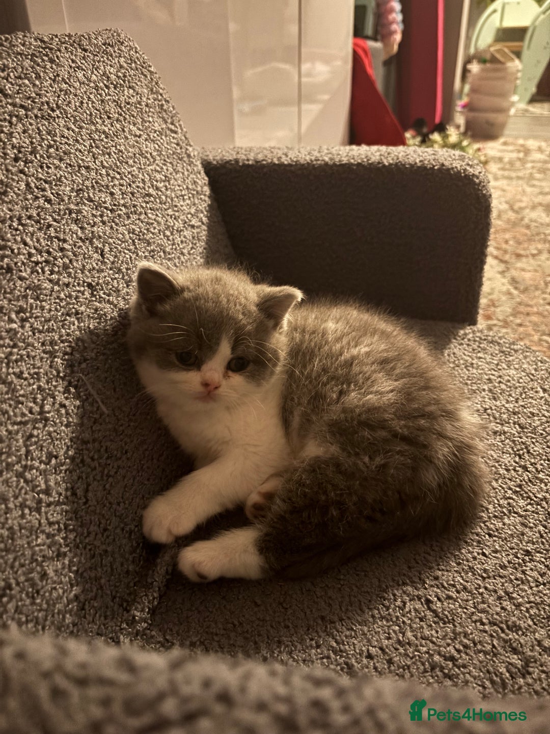 British Shorthair cats for sale: 2 sweet babies left!! - Advert 6