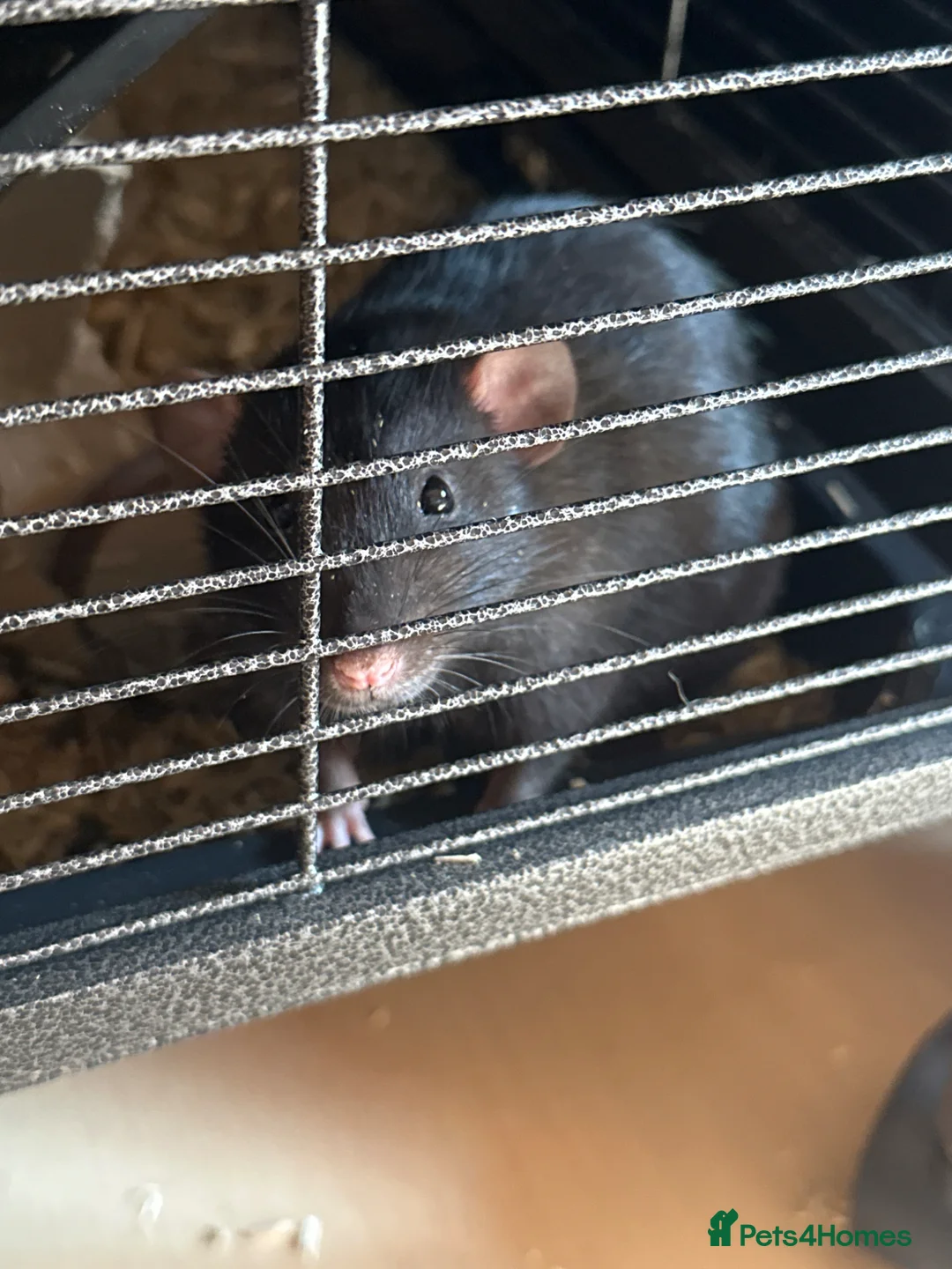 Rat rodents for sale: Fancy rats for sale 2 boys in Letchworth Garden City - Advert 2