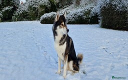 Huskita dogs for stud: Handsome Booboo in Stockport - Image 10