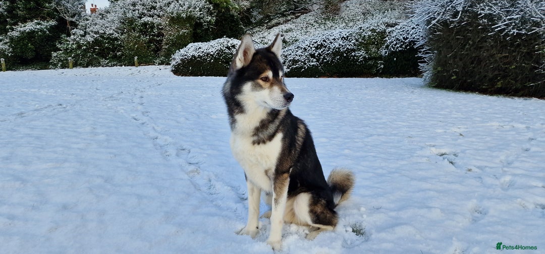 Huskita dogs for stud: Handsome Booboo in Stockport - Image 10
