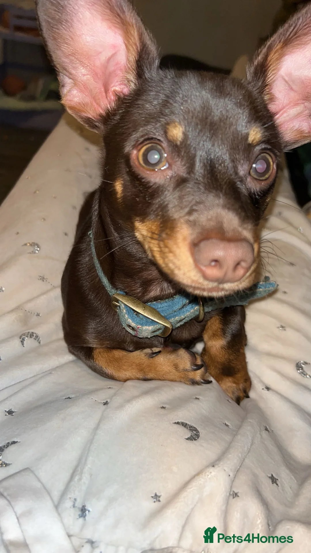 Chiweenie dogs for sale: Chiweenie in Liverpool - Advert 1