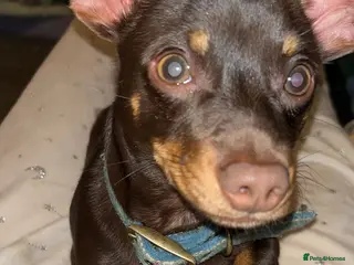 Chiweenie dogs Chiweenie - Advert 1