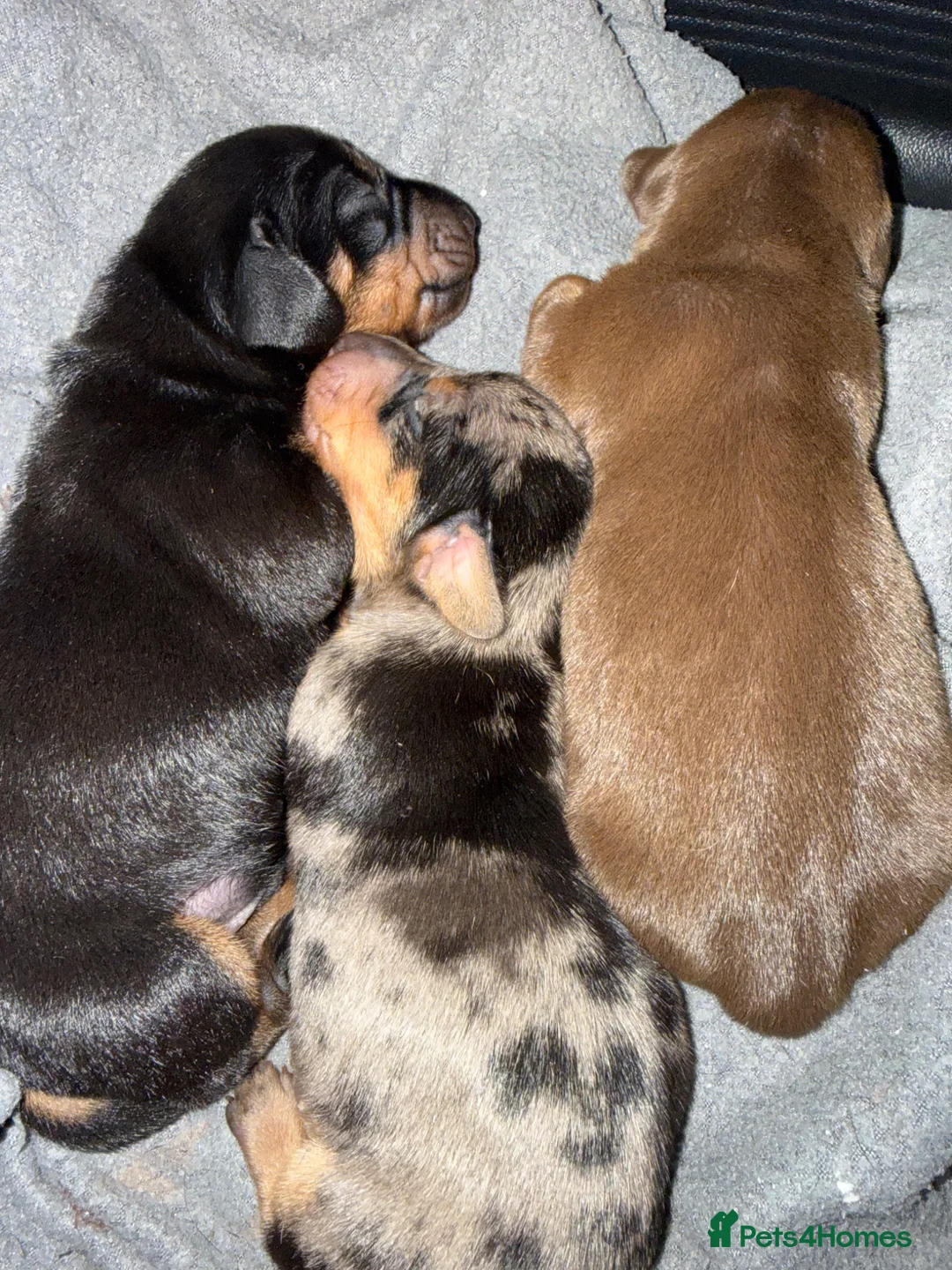 Dachshund dogs for sale: 3 Beautiful Dachshunds  in Godalming - Advert 2