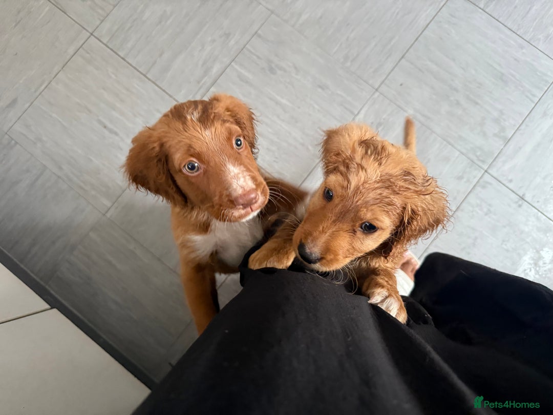 Cockapoo dogs for sale: 2 Beautiful Boy Cockapoo Puppies Left!! - Image 1