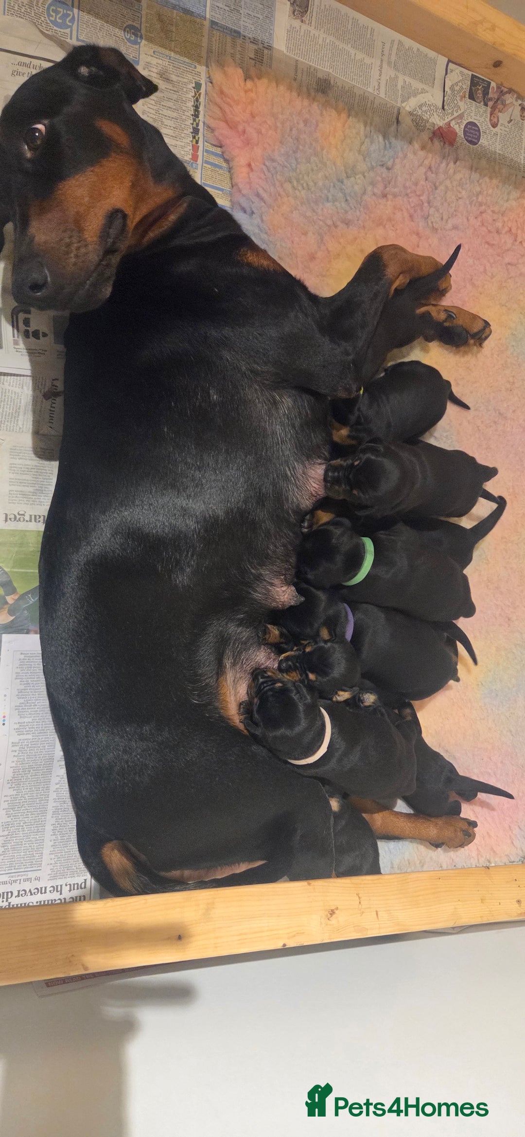 Dobermann dogs for sale: Dobermann puppies  - Advert 8