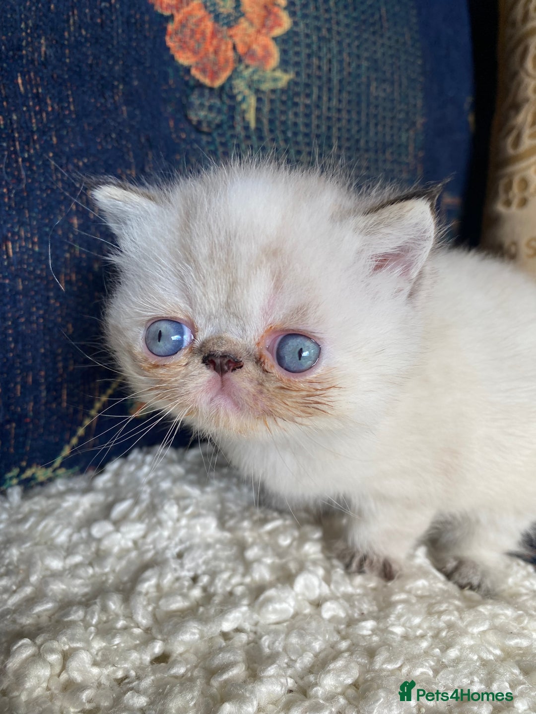 Exotic cats for sale: Outstanding exotic kittens  - Image 16