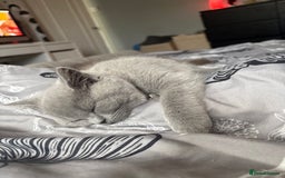 British Shorthair cats for sale: Beautiful British Blues longhair kittens 🩷💙 - Image 27