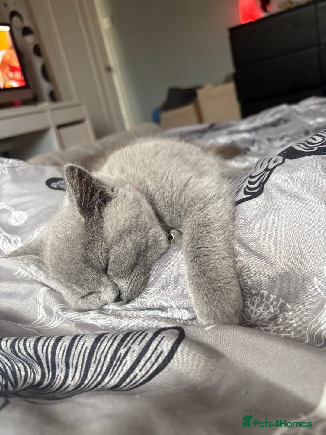British Shorthair cats for sale: Beautiful British Blues longhair kittens 🩷💙 - Image 27