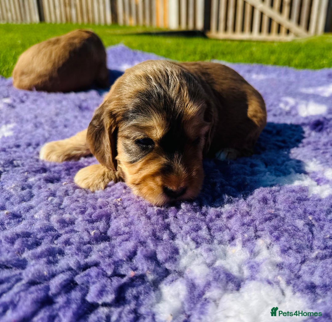 Mixed Breed dogs for sale: Schnoodle Babies 🐾🐾🐾 - Image 17