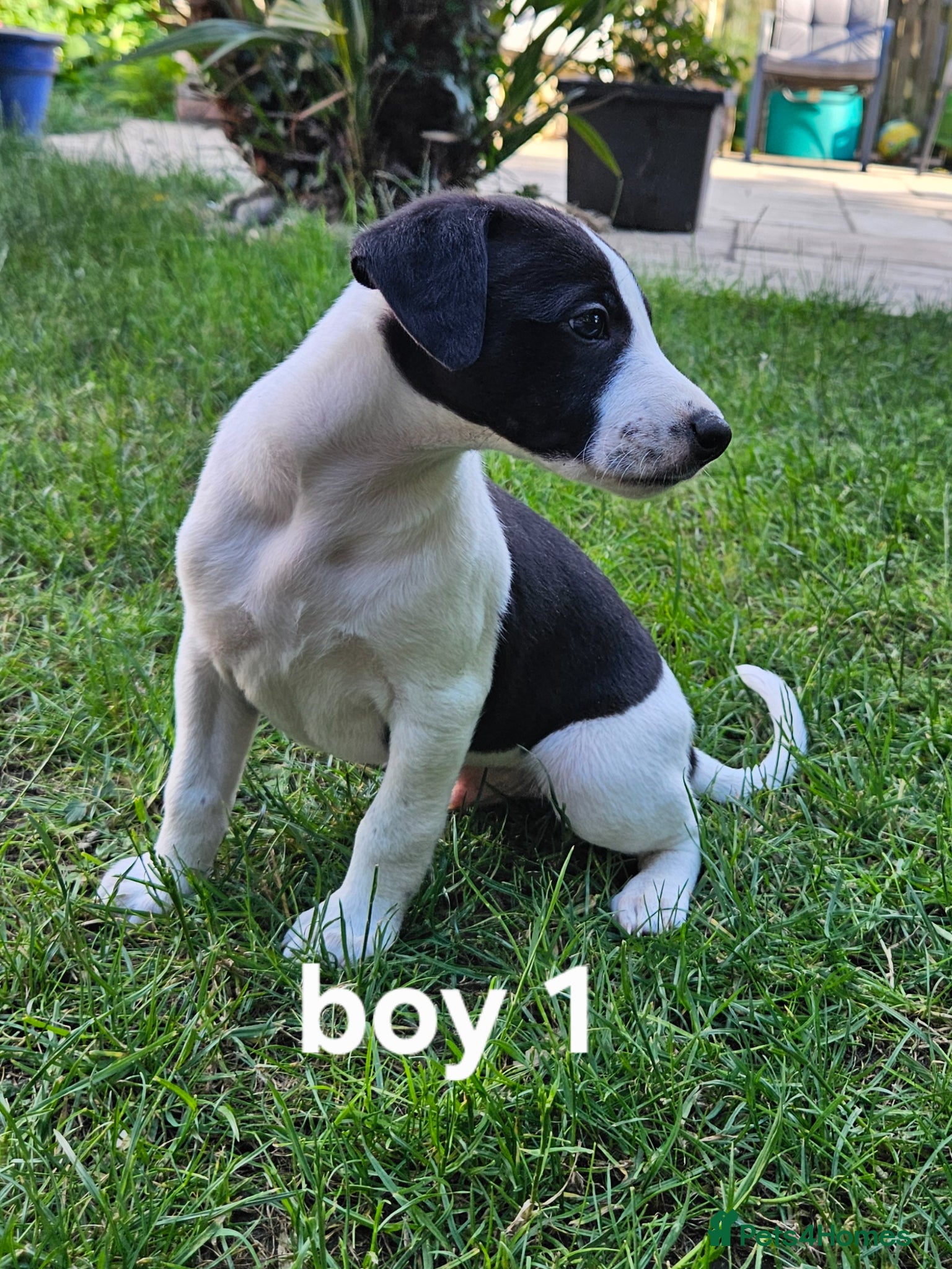 Whippet dogs KC reg Whippet puppies - Advert 2