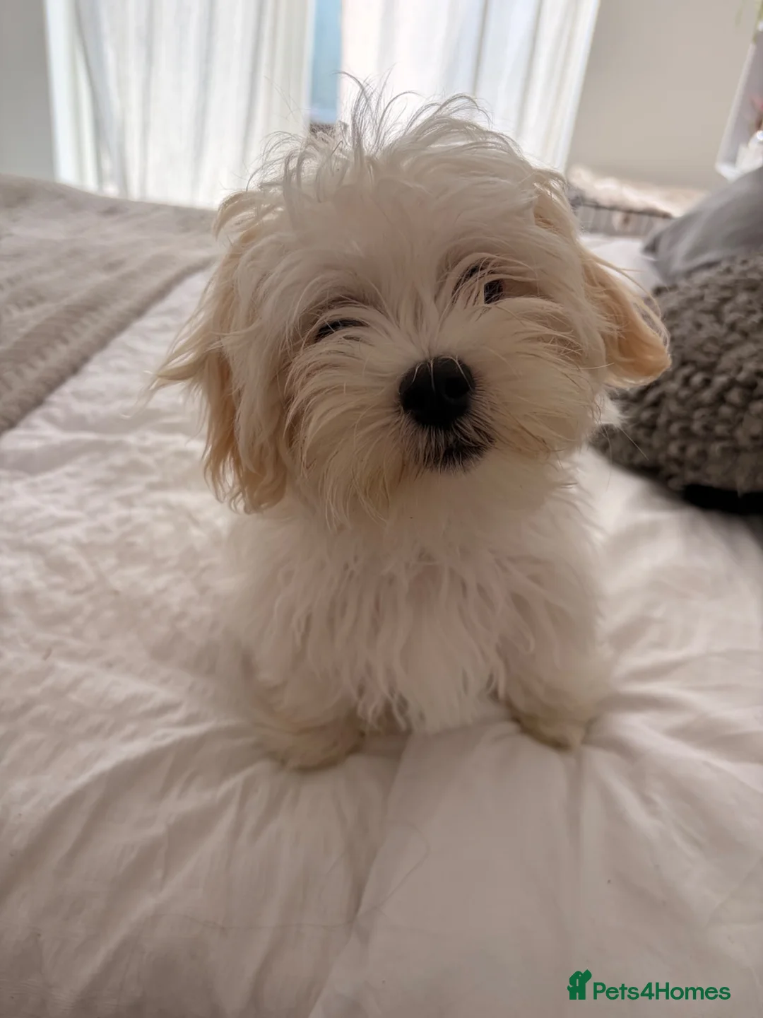 Bichon Frise dogs for sale: Cute white bichon frise puppy looking for new home - Advert 2