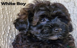Mixed Breed dogs for sale: Yorkiepoo Puppies - Image 1