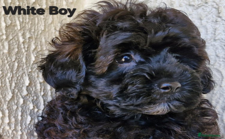 Mixed Breed dogs - Advert 16