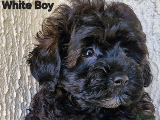 Mixed Breed dogs - Advert 2