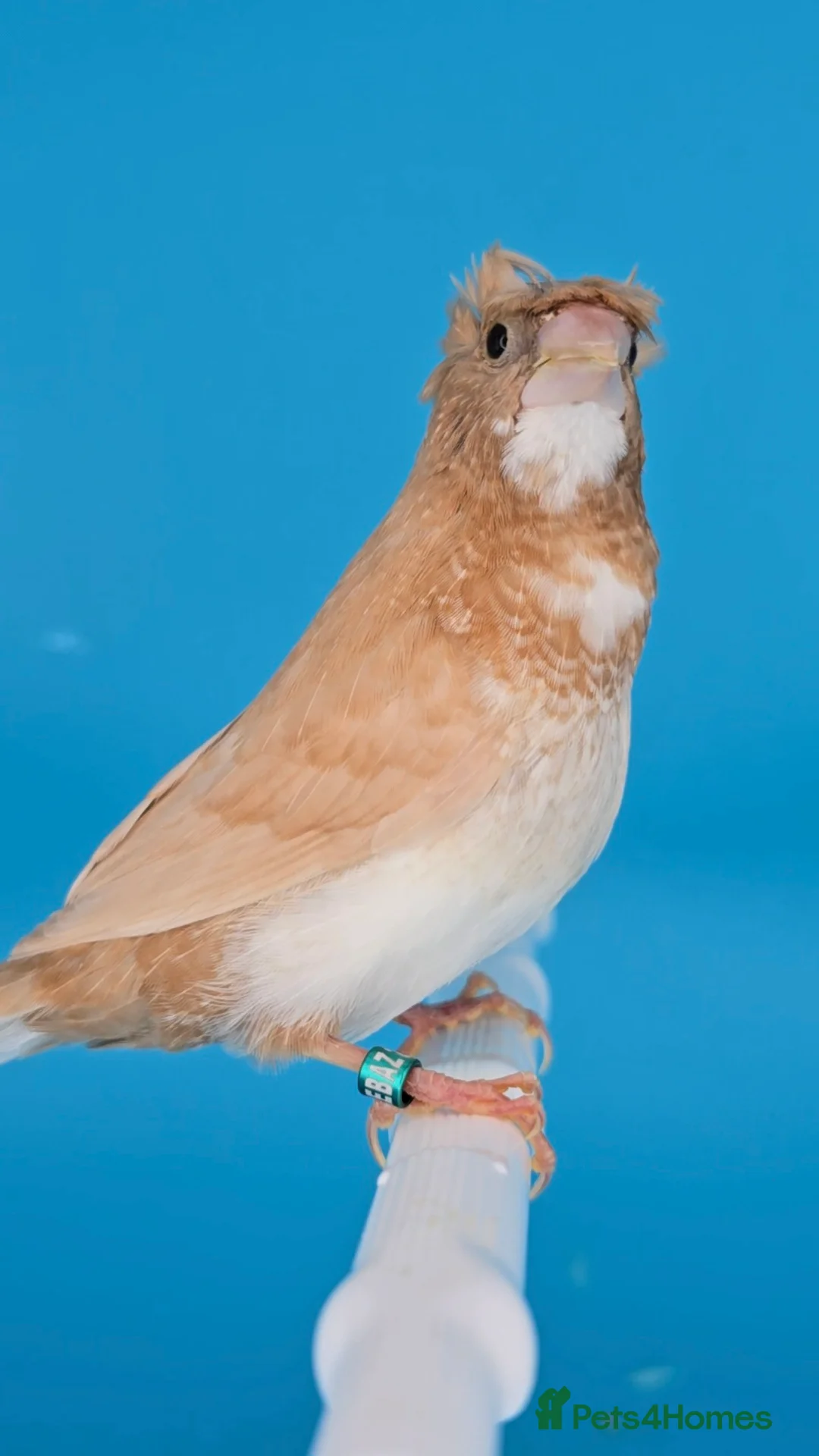 Finches birds for sale: Bengalese finches  - Advert 5