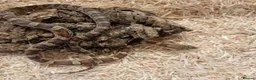 Corn Snake reptiles for sale: Beautiful, Captive-Bred Corn Snakes - Advert 11