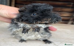Guinea Pig rodents for sale: Longhaired (alpaca) baby guinea pigs  - Image 3