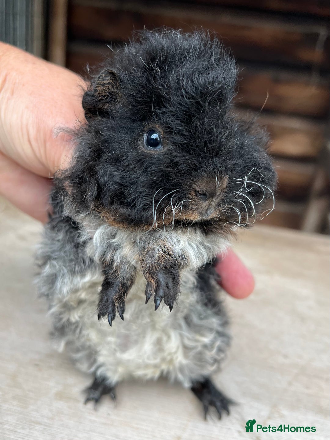 Guinea Pig rodents for sale: Longhaired (alpaca) baby guinea pigs  - Image 3