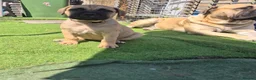 Bullmastiff dogs for sale: Bullmastif mastiff female puppies  - Advert 13
