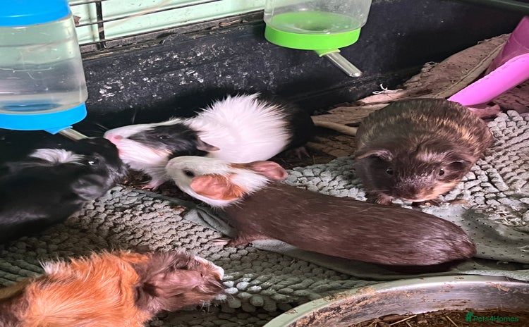 Guinea Pig rodents - Advert 1