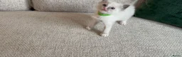 Ragdoll cats for sale: Ragdoll Babies - Advert 9