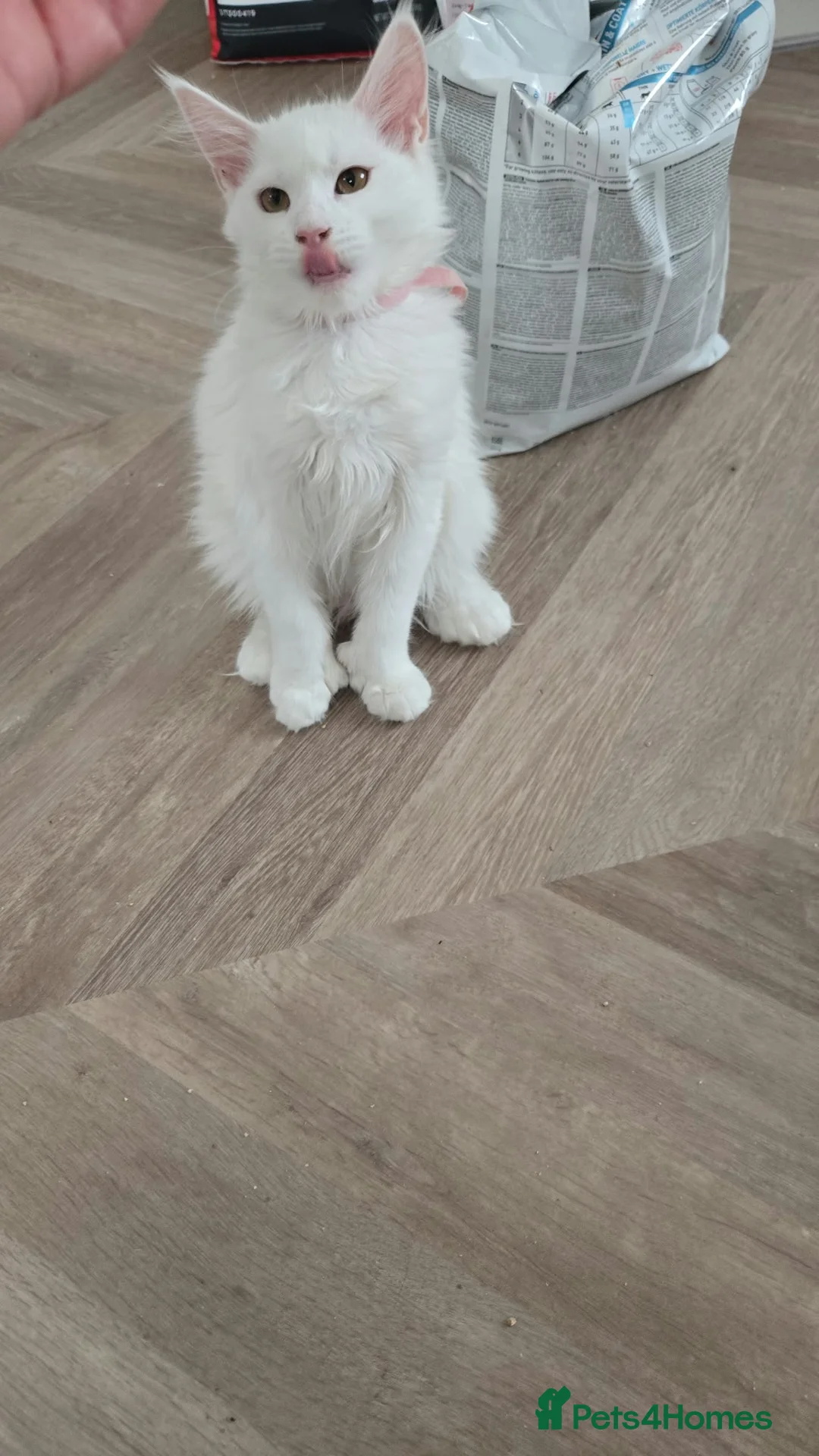Maine Coon cats for sale: POLYDACTYL WITH ODD EYES  - Advert 25
