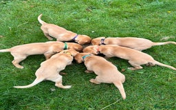 Labrador Retriever dogs for sale: Yellow/red Labrador puppies  - Image 4
