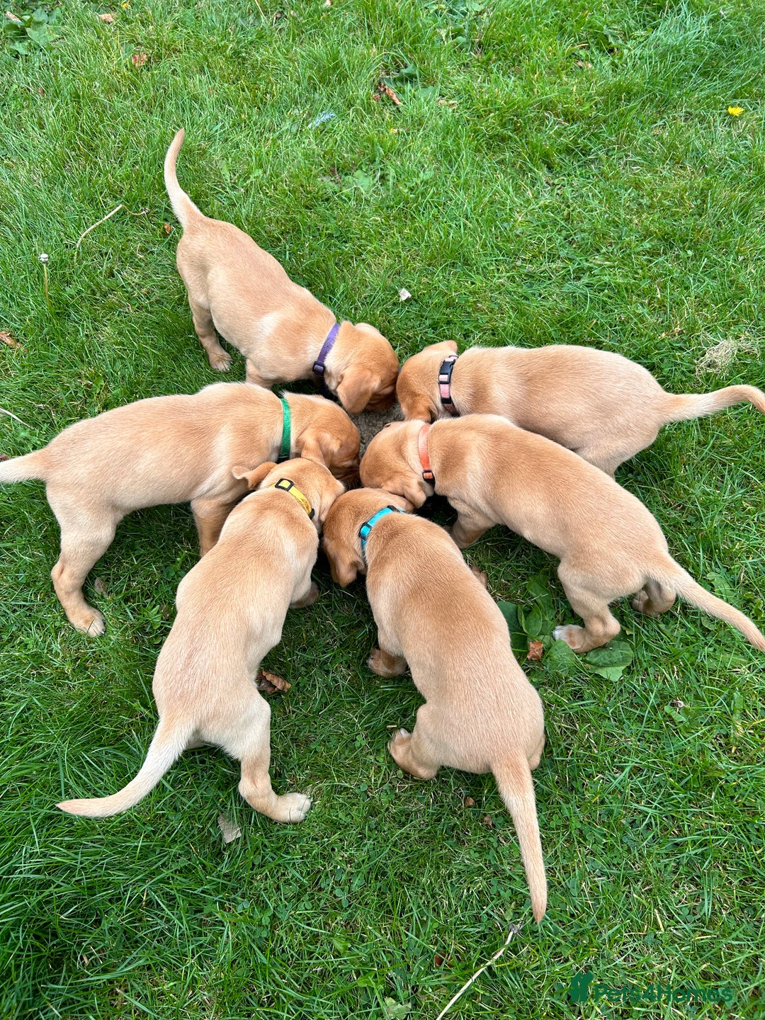 Labrador Retriever dogs for sale: Yellow/red Labrador puppies  - Image 4
