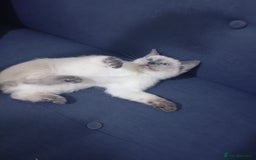 Ragdoll cats for sale: Warwick house central avenue M192ff - Image 5