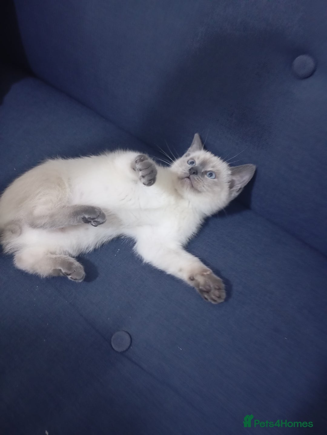 Ragdoll cats for sale: Warwick house central avenue M192ff - Image 5