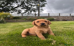 Labrador Retriever dogs for sale: Stunning, KC registered, Fox Red Labrador puppies. - Image 14