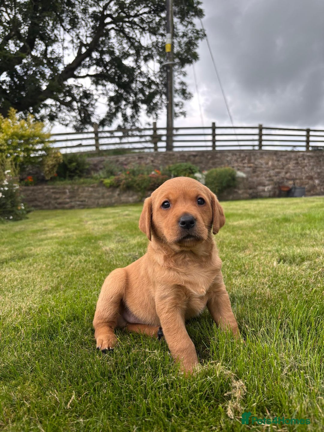 Labrador Retriever dogs for sale: Stunning, KC registered, Fox Red Labrador puppies. - Image 14