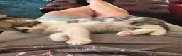 Mixed Breed cats for sale: Gorgeous male kitten  - Advert 1