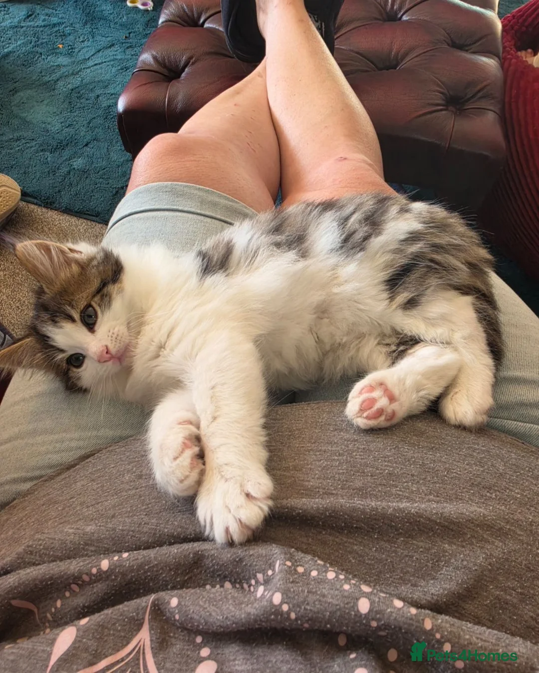 Mixed Breed cats for sale: Gorgeous male kitten  - Advert 1