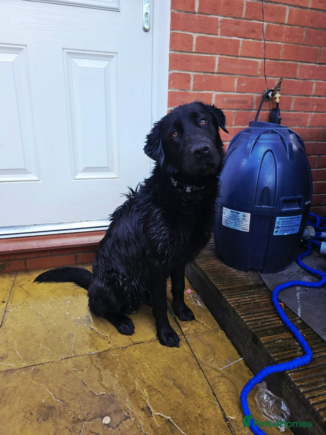 Labrador Retriever dogs for sale: Black labrador  - Advert 1