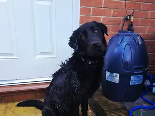 Labrador Retriever dogs Black labrador - Advert 16