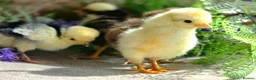 Chickens poultry for sale: Polish Chicks in Newmarket - Advert 3