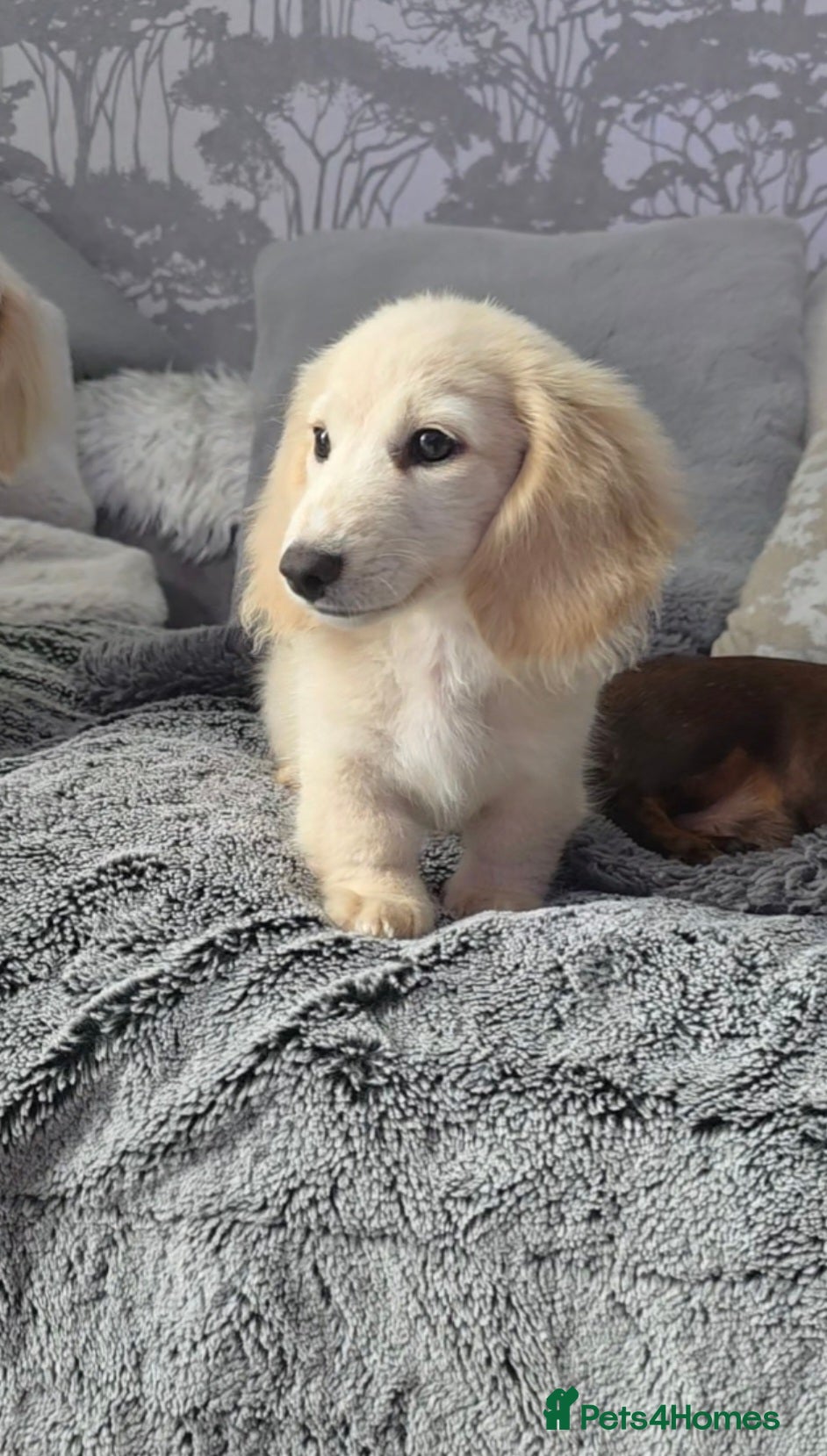 Miniature Dachshund dogs  Cream Miniature long-haired Dachshund  - Advert 17