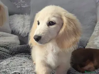 Miniature Dachshund dogs Cream Miniature long-haired Dachshund - Advert 17