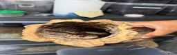 Skink reptiles for sale: 2:1 Breeding Trio Pink Tongue Skinks (Unrelated) - Advert 2