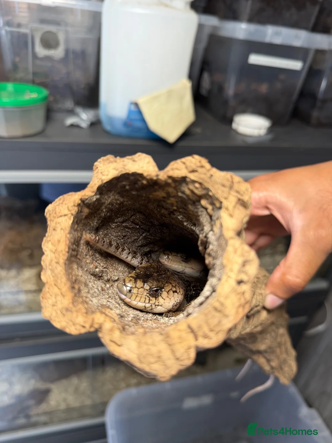 Skink reptiles for sale: 2:1 Breeding Trio Pink Tongue Skinks (Unrelated) - Advert 2