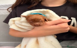 Cockapoo dogs for sale: 4 Stunning Fox Red F1b Toy Cockapoos  - Advert 13