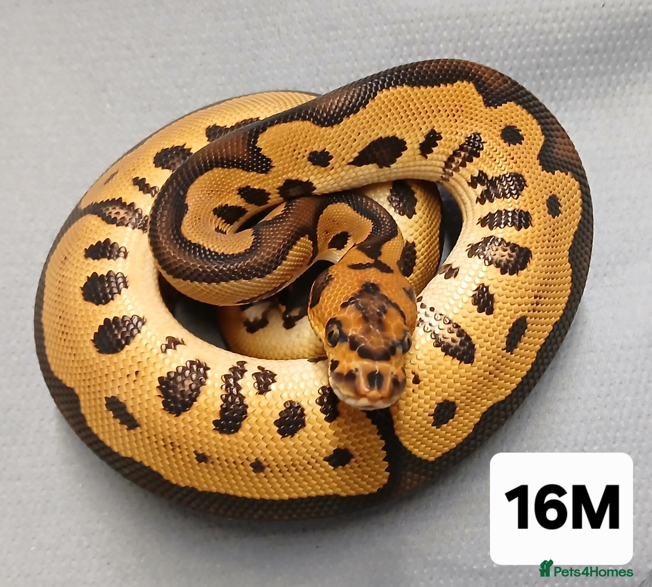 Python Snake reptiles Hatchling Royal Pythons Males  - Advert 5
