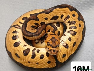 Python Snake reptiles Hatchling Royal Pythons Males - Advert 5